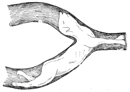 Болезни собак  - i_141.png