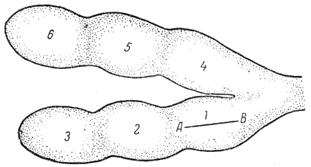 Болезни собак  - i_143.png