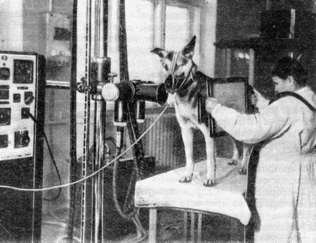 Болезни собак  - i_165.jpg