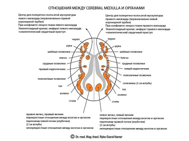 Новая Немецкая Медицина. Пять биологических законов - i_007.jpg