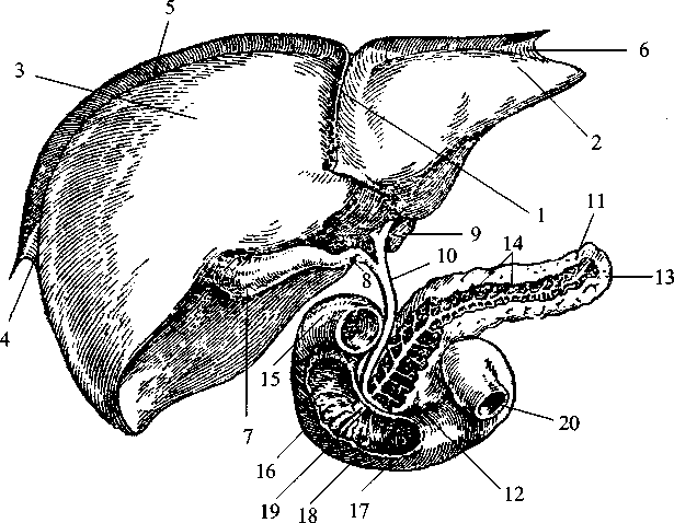 Диабет. Мифы и реальность - i_003.png