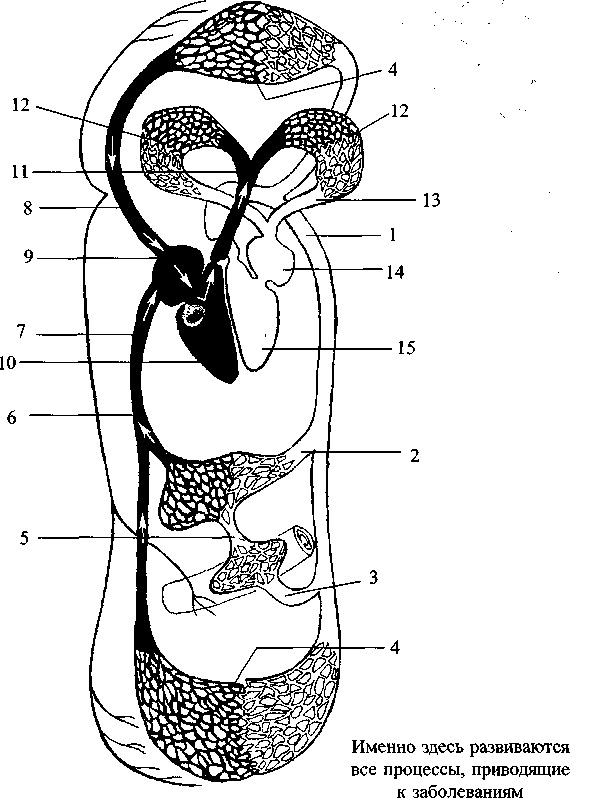 Диабет. Мифы и реальность - i_022.png