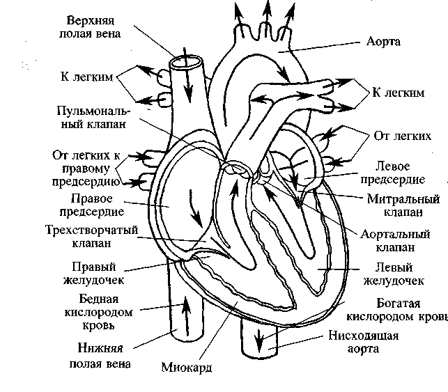 Диабет. Мифы и реальность - i_023.png