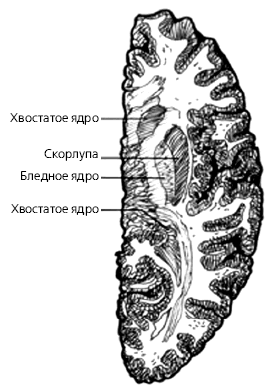 Почему мужчины хотят секса, а женщины любви - _004.png