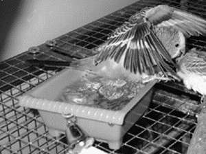 Попугаи - i_005.jpg