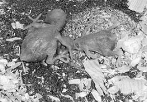 Попугаи - i_007.jpg