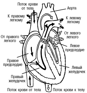 Здоровье сосудов: 150 золотых рецептов - i_001.png