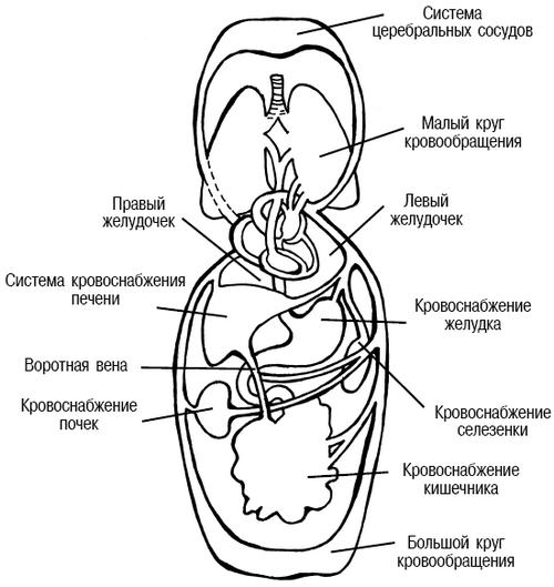 Здоровье сосудов: 150 золотых рецептов - i_002.png