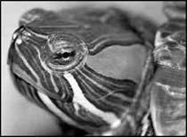 Пресноводные черепахи - i_001.jpg