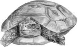Пресноводные черепахи - i_003.jpg