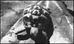 Пресноводные черепахи - i_005.jpg