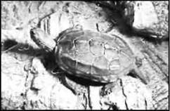 Пресноводные черепахи - i_006.jpg