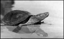 Пресноводные черепахи - i_007.jpg