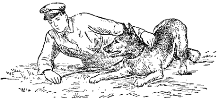 Служебная собака. Руководство по подготовке специалистов служебного собаководства - i_142.png