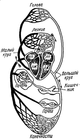 Содержание и дрессировка служебных собак - i_007.png