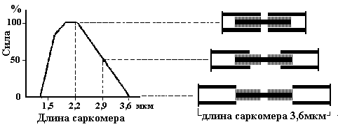 Секреты силового тренинга. Как накачать силу и мышечную массу, занимаясь без тренера? - imaga039.png