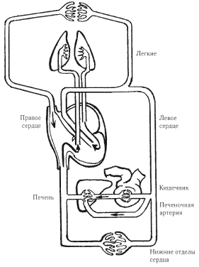 Варикозное расширение вен. Лечение и профилактика традиционными и нетрадиционными методами - i_001.png