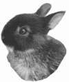 Лечение декоративных кроликов и грызунов - i_003.jpg