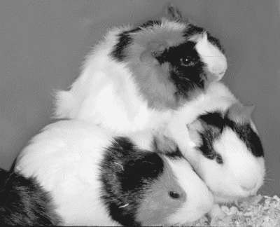 Лечение декоративных кроликов и грызунов - i_004.jpg