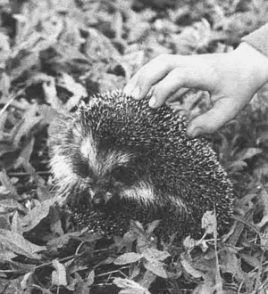 Анималотерапия. Домашние животные и наше здоровье - i_002.jpg