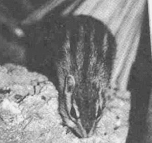 Анималотерапия. Домашние животные и наше здоровье - i_004.jpg