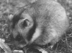 Анималотерапия. Домашние животные и наше здоровье - i_005.jpg