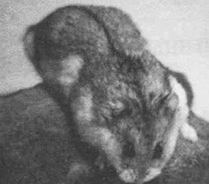 Анималотерапия. Домашние животные и наше здоровье - i_012.jpg