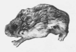 Анималотерапия. Домашние животные и наше здоровье - i_013.jpg