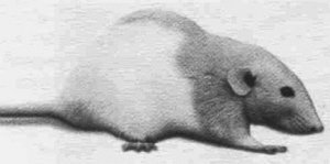 Анималотерапия. Домашние животные и наше здоровье - i_020.jpg