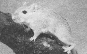 Анималотерапия. Домашние животные и наше здоровье - i_021.jpg