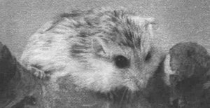 Анималотерапия. Домашние животные и наше здоровье - i_022.jpg