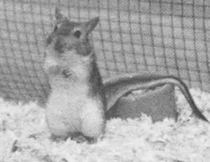 Анималотерапия. Домашние животные и наше здоровье - i_023.jpg