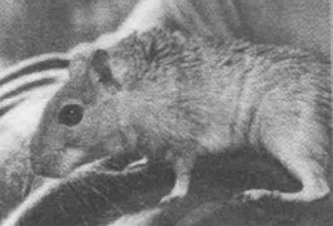 Анималотерапия. Домашние животные и наше здоровье - i_024.jpg