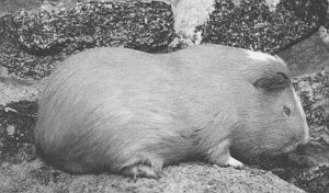 Анималотерапия. Домашние животные и наше здоровье - i_025.jpg