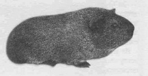 Анималотерапия. Домашние животные и наше здоровье - i_026.jpg