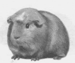 Анималотерапия. Домашние животные и наше здоровье - i_027.jpg