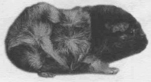 Анималотерапия. Домашние животные и наше здоровье - i_028.jpg