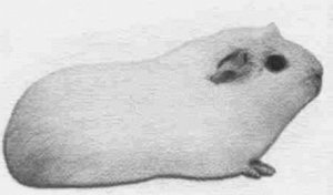 Анималотерапия. Домашние животные и наше здоровье - i_030.jpg