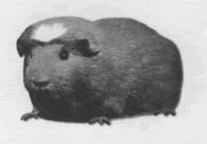 Анималотерапия. Домашние животные и наше здоровье - i_031.jpg