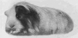 Анималотерапия. Домашние животные и наше здоровье - i_033.jpg