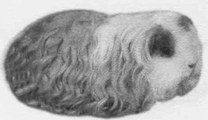 Анималотерапия. Домашние животные и наше здоровье - i_034.jpg