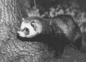 Анималотерапия. Домашние животные и наше здоровье - i_037.jpg