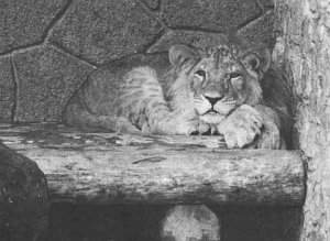 Анималотерапия. Домашние животные и наше здоровье - i_038.jpg