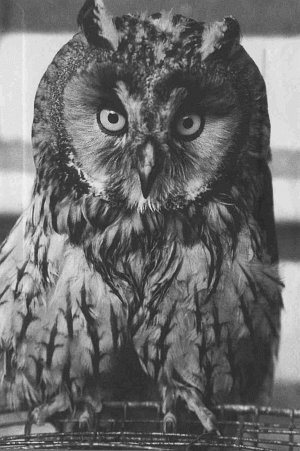 Анималотерапия. Домашние животные и наше здоровье - i_039.jpg