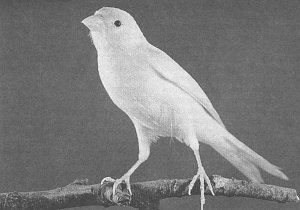 Анималотерапия. Домашние животные и наше здоровье - i_040.jpg