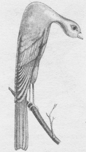 Анималотерапия. Домашние животные и наше здоровье - i_041.jpg