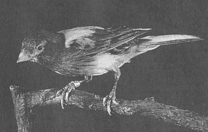 Анималотерапия. Домашние животные и наше здоровье - i_042.jpg