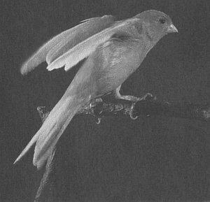 Анималотерапия. Домашние животные и наше здоровье - i_043.jpg