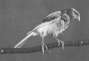 Анималотерапия. Домашние животные и наше здоровье - i_045.jpg