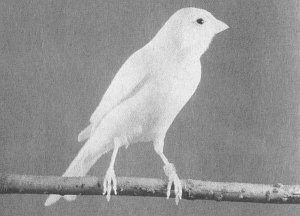 Анималотерапия. Домашние животные и наше здоровье - i_046.jpg